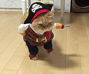 Кот-пират