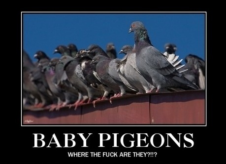 А вы тоже не видели маленьких голубей?!