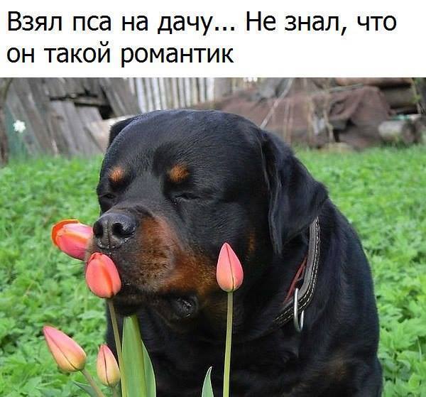 Собачяка-романтик