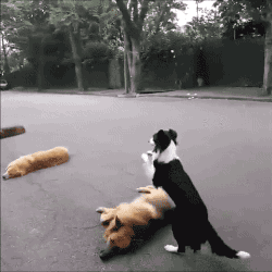 Прыжки через собак