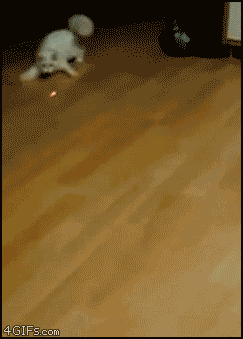 Животные анимашки (gif)