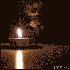 Животные анимашки (gif)