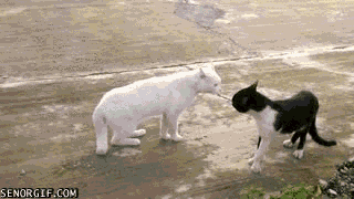 Животные анимашки (gif)