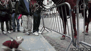 Животные анимашки (gif)