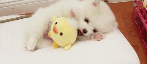 Животные анимашки (gif)