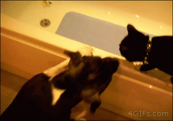 Котики в ванной