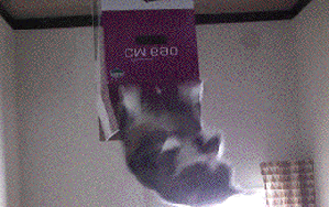 Круговорот котов в природе