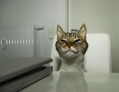 Самые смешные коты