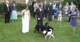 Собачка поздравила невесту
