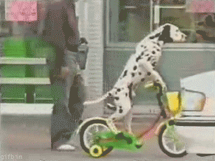 Собачка-велосипедист