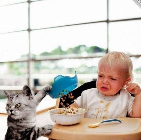 Подлянка от котэ