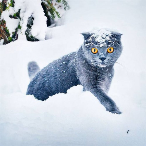 Приколы про котов