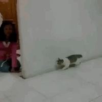 Котик в шоке