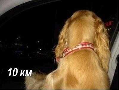 Собака которая любит скорость