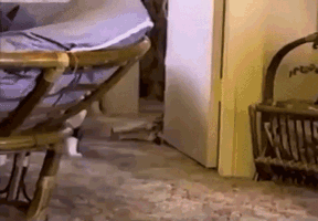 Когда кот в доме хозяин