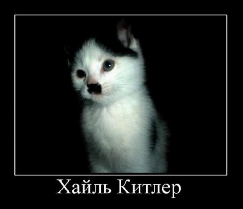 Демотиваторы про котэ