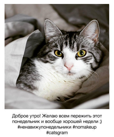 Если бы котики вели Инстаграм