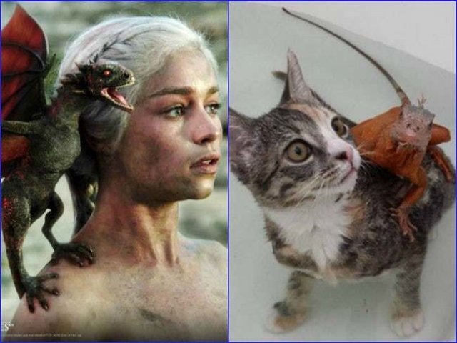 Кошачья версия "Игры престолов"