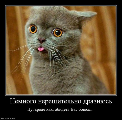 Демотиваторы коты