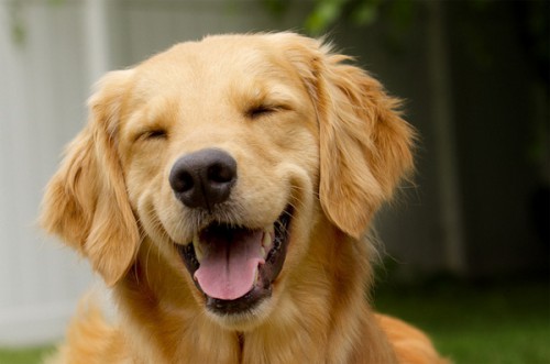Лучшая подборка собак - улыбак