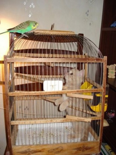 Котик в ловушке