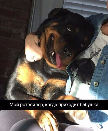 Зачем заводить в доме собаку