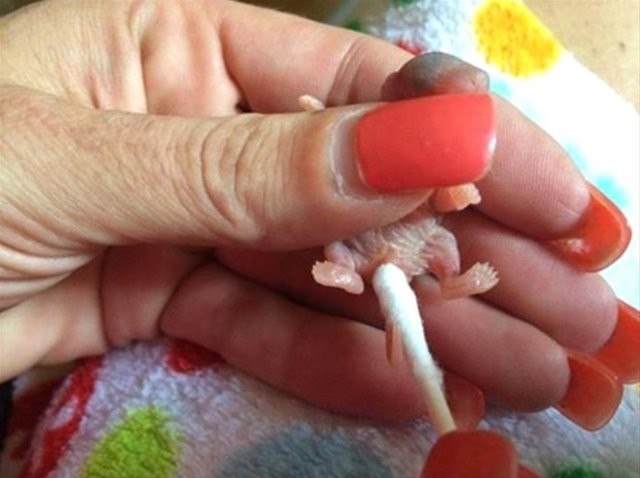 Малыш принес крохотное нечто