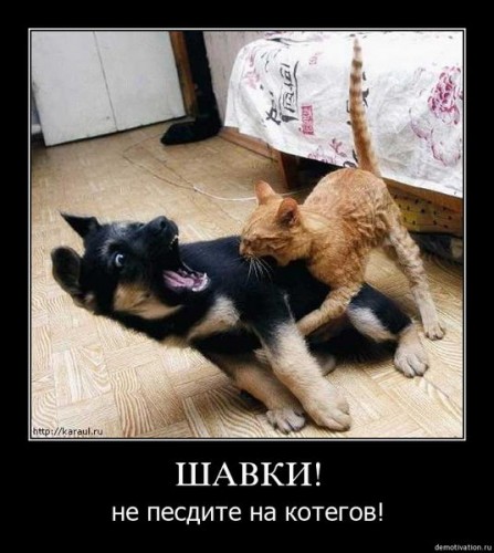 Ты как меня назвал, шкатулка ты блохастая?!!??