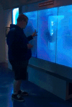 Виртуальный аквариум не для слабонервных