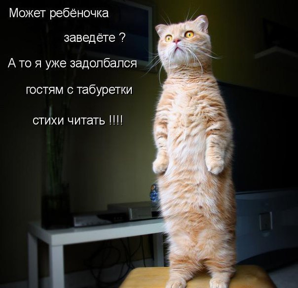 Приколы про котов