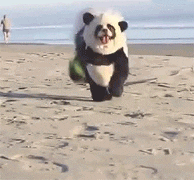 Необычная панда