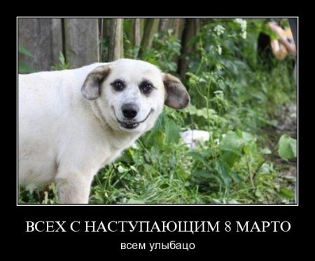 Демотиваторы про собак с юмором