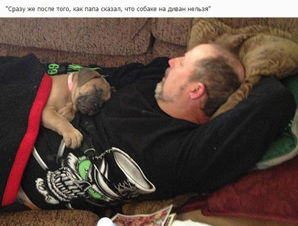 Когда отцы против собаки в доме