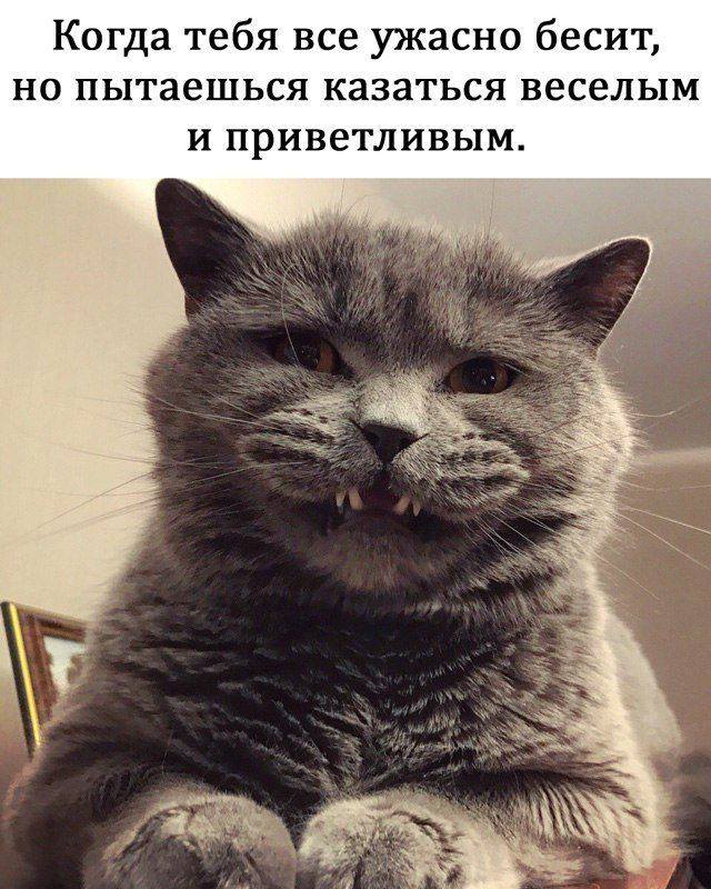 Веселый и приветливый котик