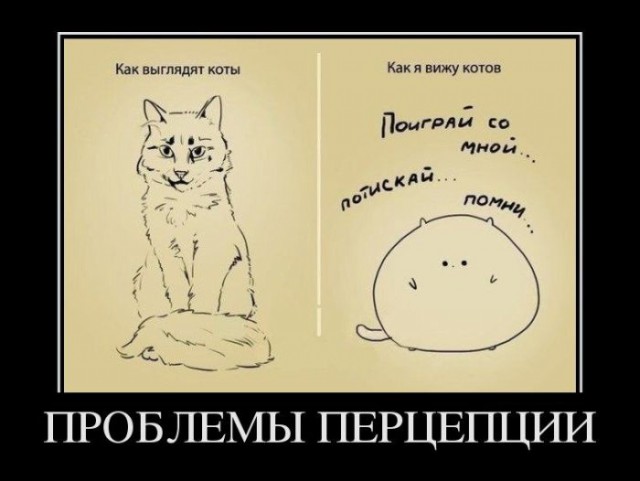 Демотиваторы про котов