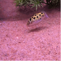 Рыбка и лазер