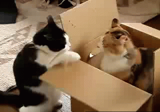 Мама, он занял мою коробку!