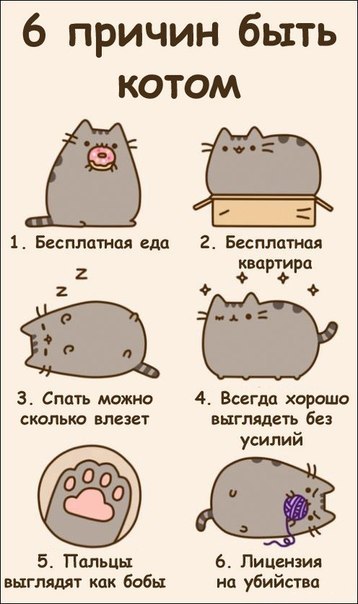Прикол про кота
