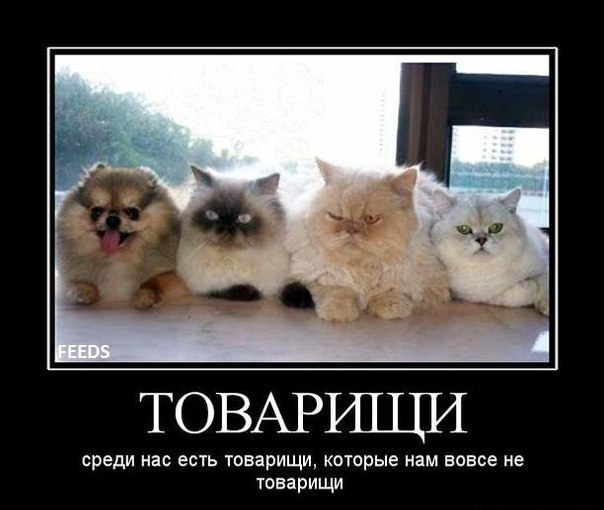 Демотиватор про кошачью компанию