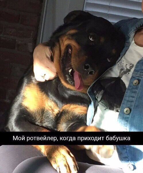 Заведите собаку