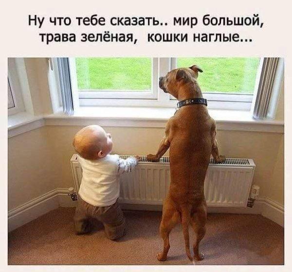 Мир за окном и коты