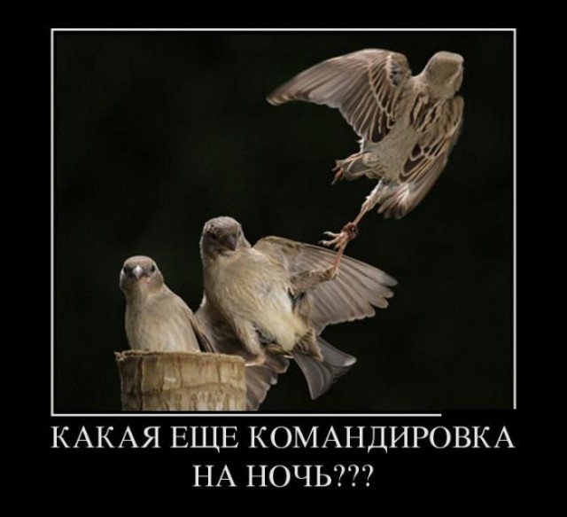 Смешные демотиваторы про животных