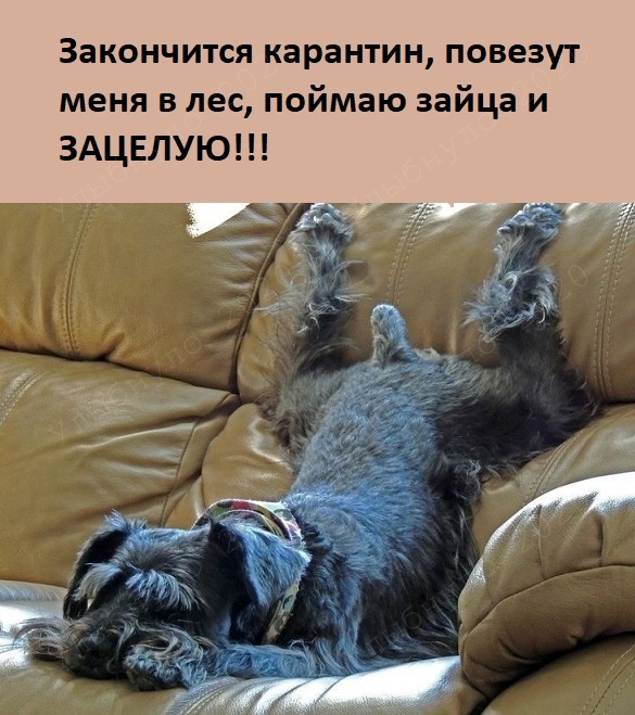 Коронавирус, карантин и зайці