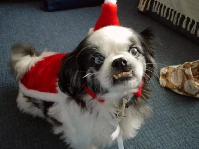 Собаки - смешняки