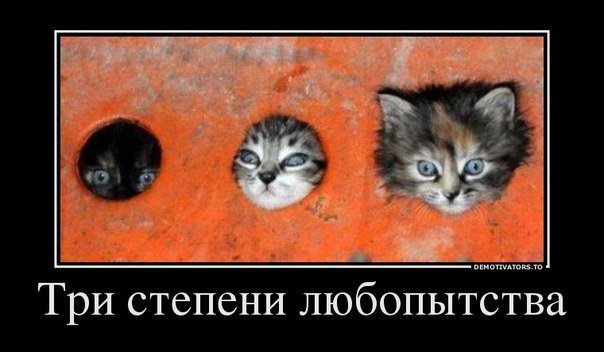 Демотиваторы про котов