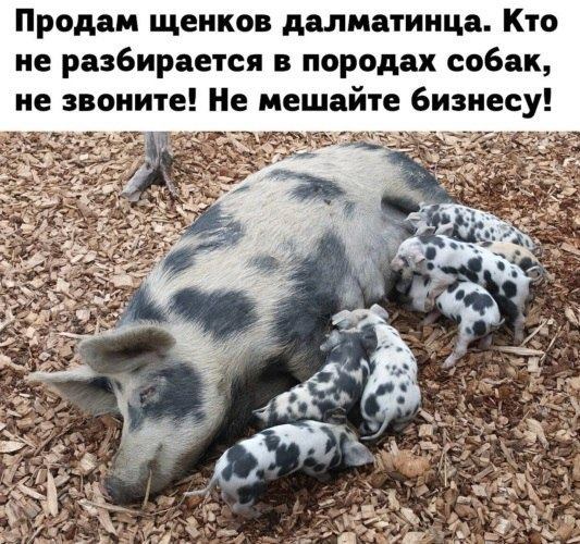 Найди далматинца