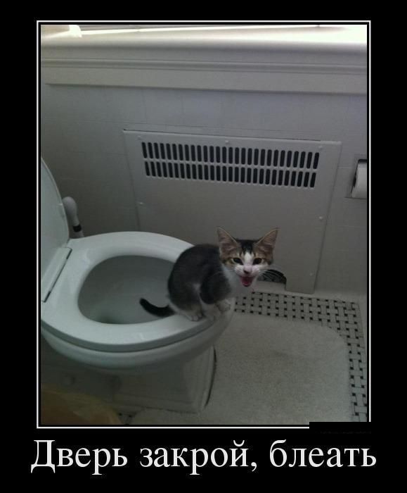 Демотиватор про котенка