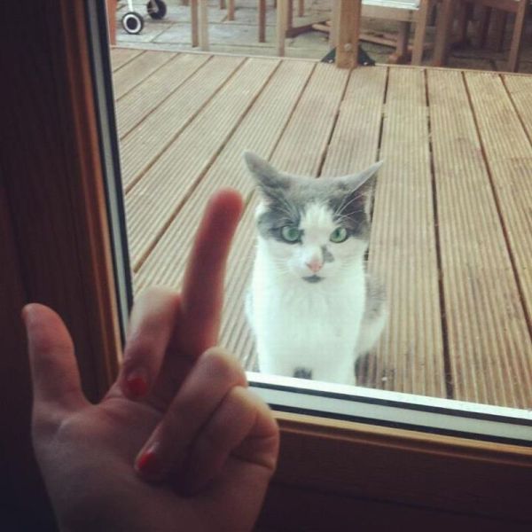 Классные приколы про котов