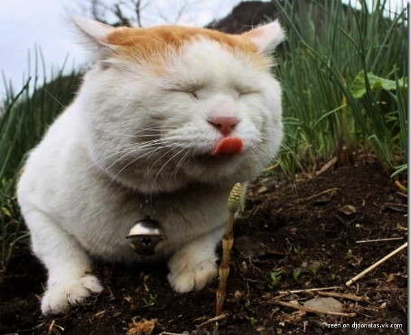 Самый няшный котэ