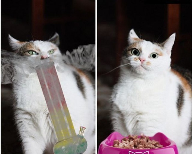 Смешные картинки про котов